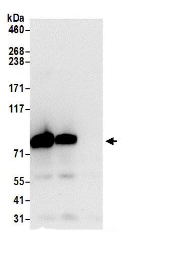 TARS Antibody