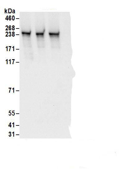 RRBP1 Antibody