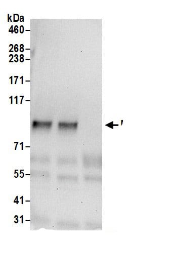 MTSS1L Antibody