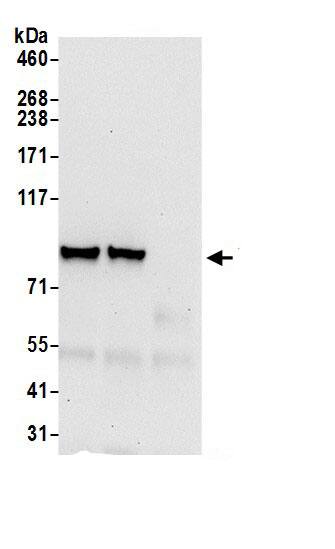 HOOK1 Antibody