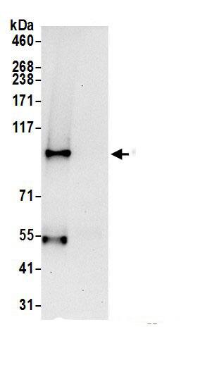 GNL2 Antibody