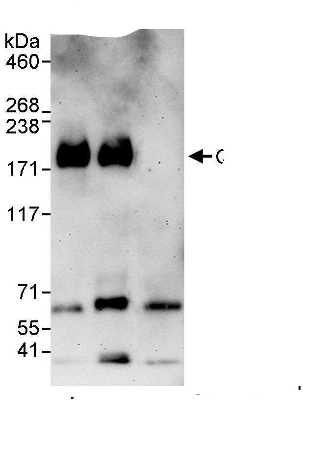 SIK3 Antibody