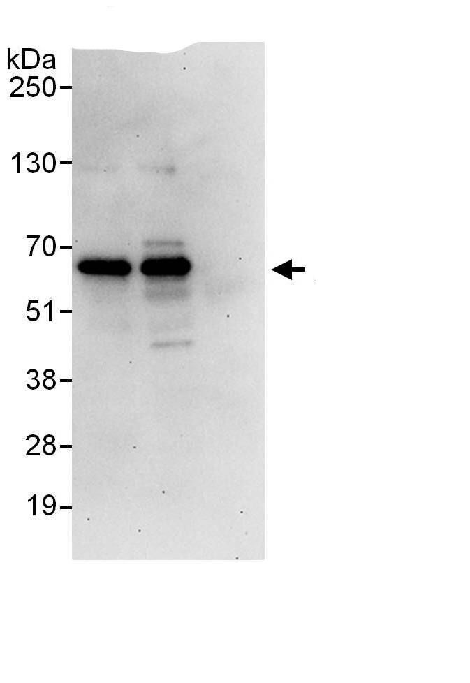 ETV3 Antibody