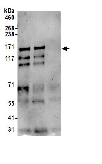 TEX2 Antibody