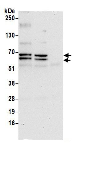 USP39 Antibody