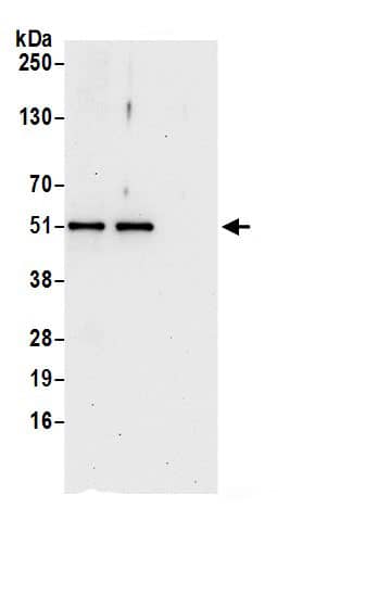 ETEA Antibody