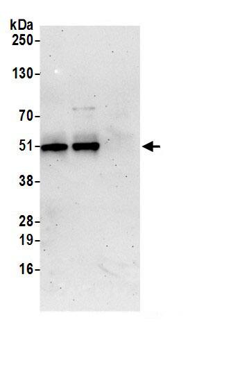 TAPP1/PLEKHA1 Antibody