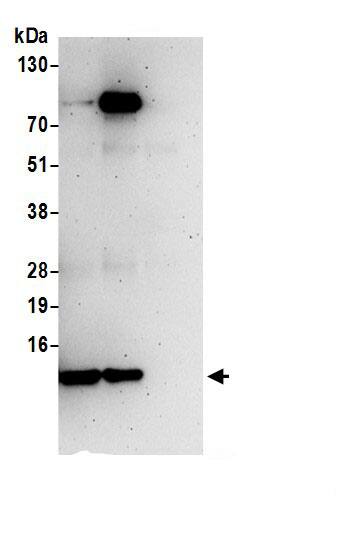 SF3B5 Antibody