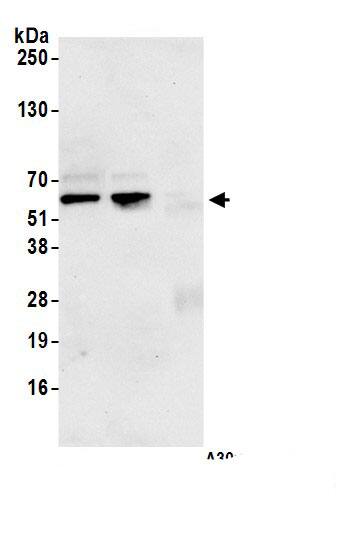 CDK8 Antibody