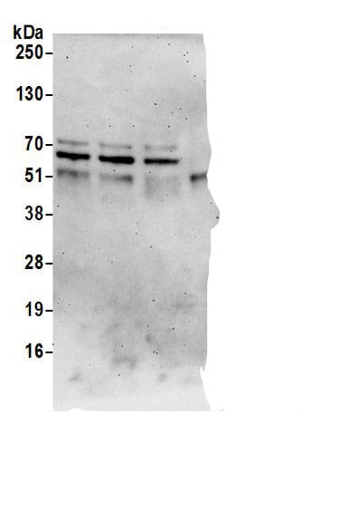 SPATS2L Antibody