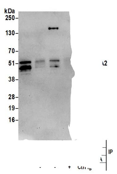 Cyclin A2 Antibody