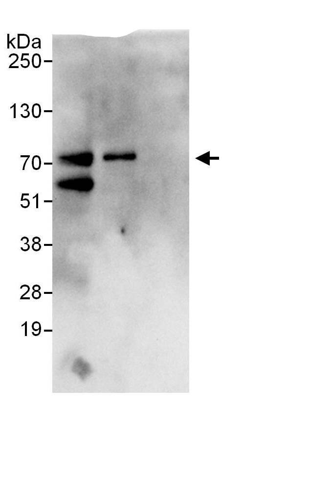 SH3BP2 Antibody