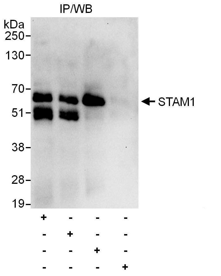 STAM-1 Antibody