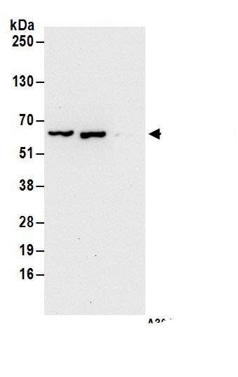 DYNC1LI1 Antibody