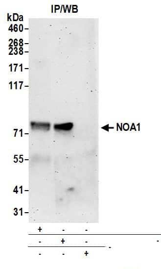 NOA1 Antibody