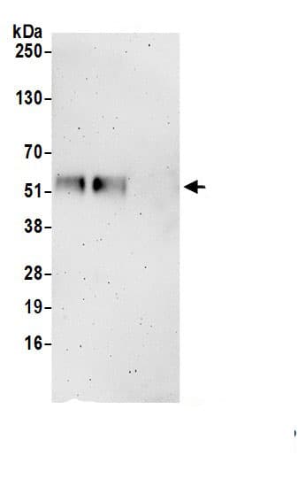 FAM126A Antibody