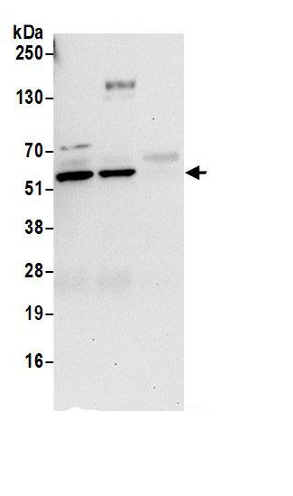 RUVBL1 Antibody