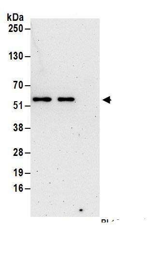 HUCE1 Antibody