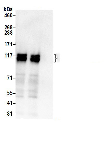 Calpastatin Antibody