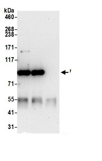 PLA2G4A Antibody