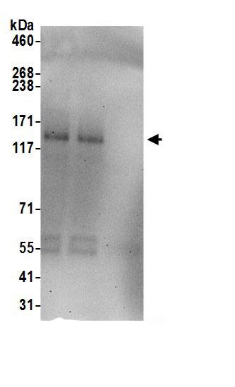 FMNL2 Antibody