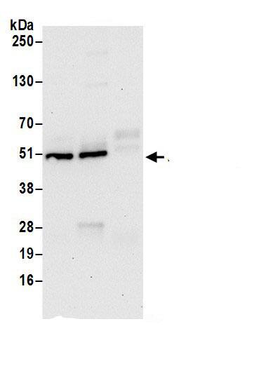 PRAF1 Antibody