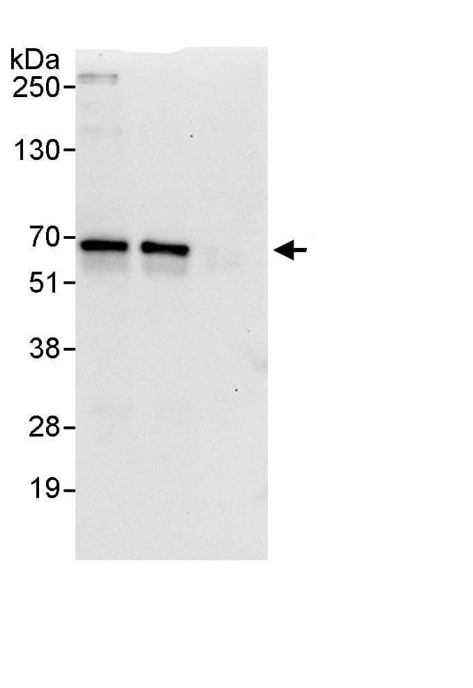 Zinc finger protein 639 Antibody