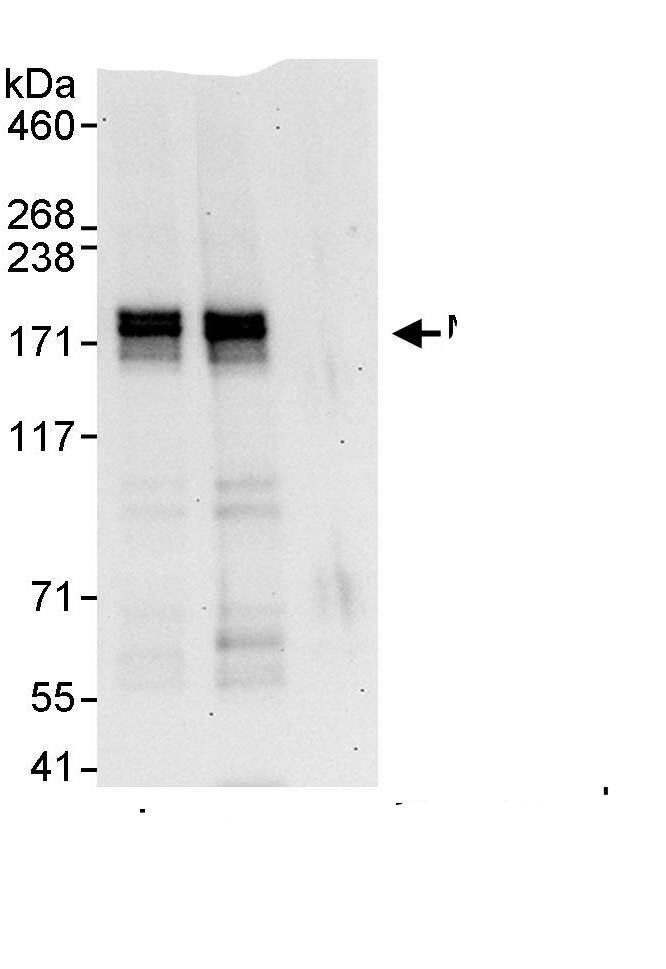 MTUS1 Antibody