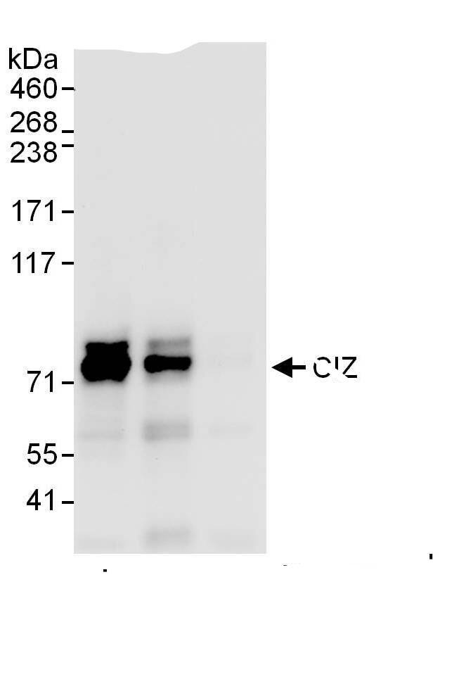 ZNF384 Antibody