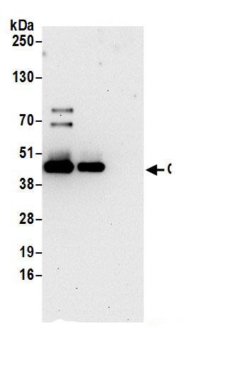 OAT Antibody