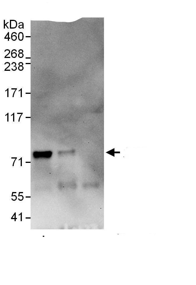 GPSM1 Antibody