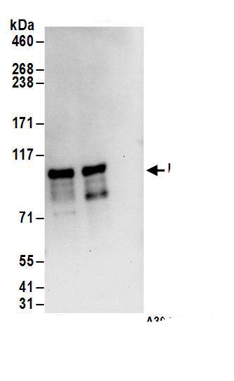 ZC3H14 Antibody