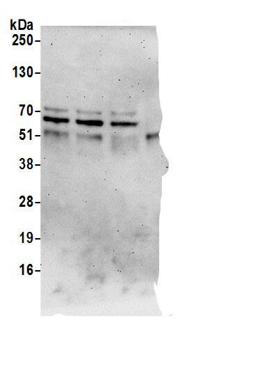 SPATS2L Antibody