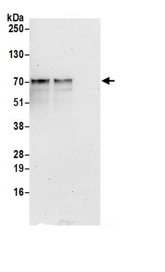 RPUSD2 Antibody