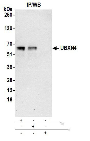 UBXD2 Antibody