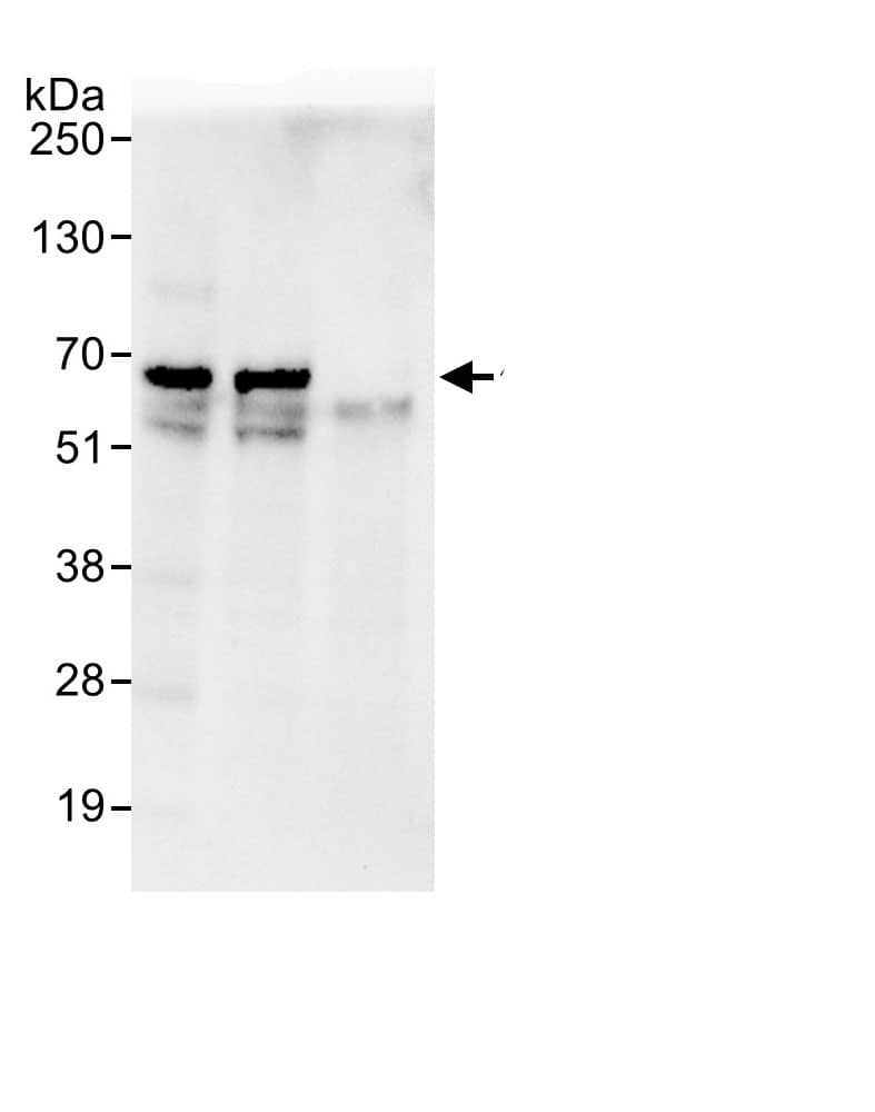 eIF2B4 Antibody