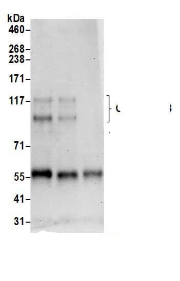 Cadherin-13 Antibody