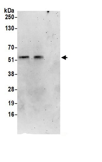 PMPCA Antibody