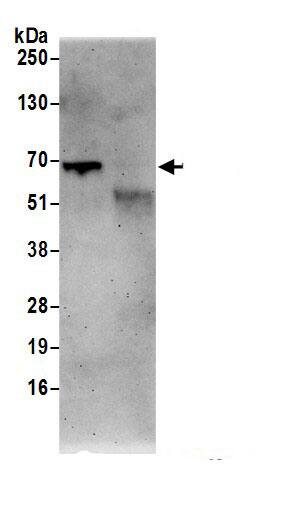 CPNE3 Antibody