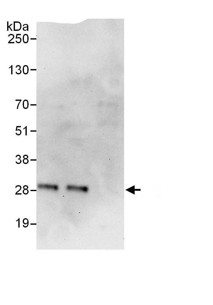 Exosome component 4 Antibody