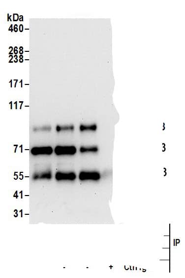 FGD3 Antibody