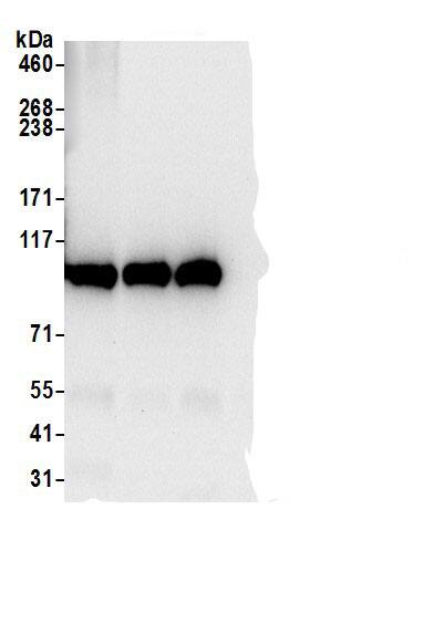 MTHFD1 Antibody