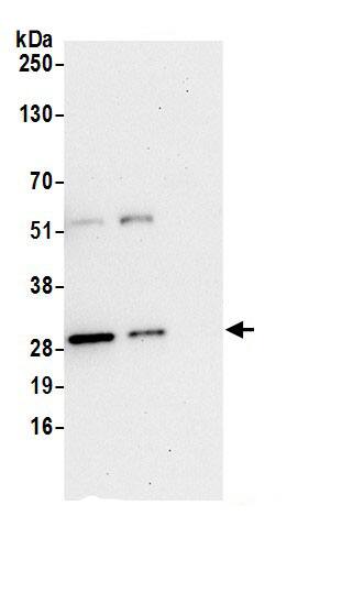 Peroxiredoxin 6 Antibody