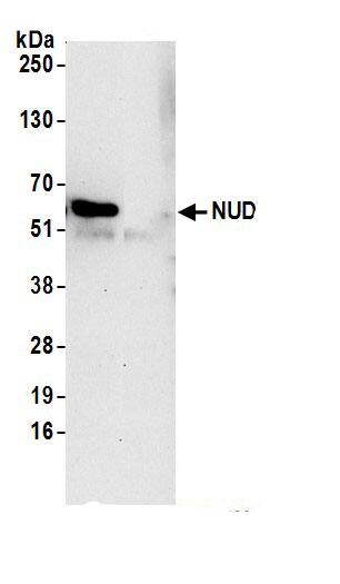 NUDT9 Antibody