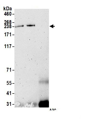 CNOT1 Antibody