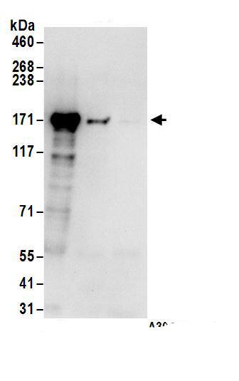 HDLBP Antibody