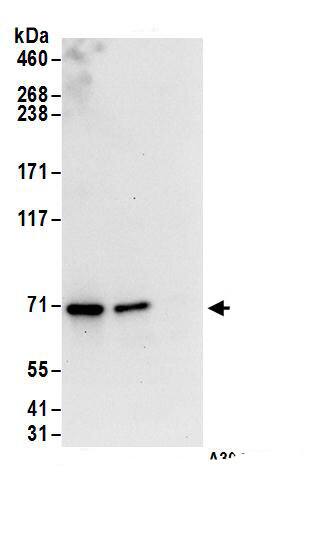 Nucleoporin NUP85 Antibody