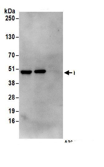 RRAGC Antibody