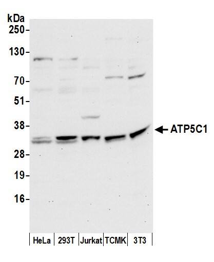 ATPG Antibody