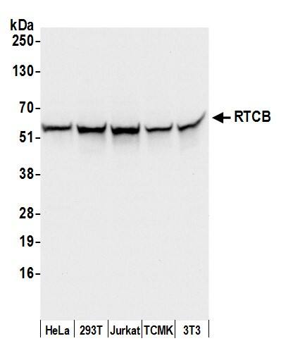 FAAP Antibody